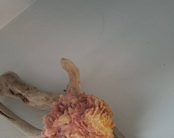 Sea shell. Spiny oyster. Beautiful ruffled, delicate appearance for coastal decor.