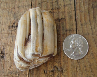 Fossil horse tooth L-rare beach find-horse tooth-arts and crafts supplies-collectibles
