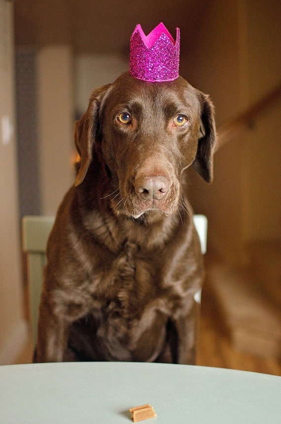 Dog Birthday Crown || Animal Party Hat || Cat Kitty Puppy Pig Birthday Crown Hat || Dog Bandana