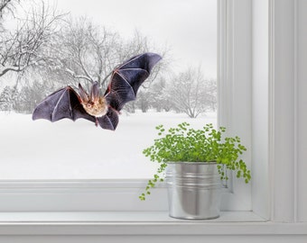 Bat wall decal window decal Halloween decor Wall sticker Gift for him Realistic wild animal Living room decal Entry door Outdoor decal