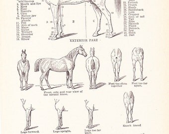 1920s Animal Print - Horse - Vintage Antique Home Decor Book Plate Art Illustration for Framing 95 Years Old