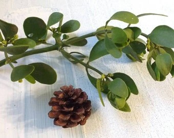 Mistletoe, fresh, real, and ready for Christmas decorations//Holiday//Organic//Meet me under the mistletoe//Kissing ball//Live plants//Decor