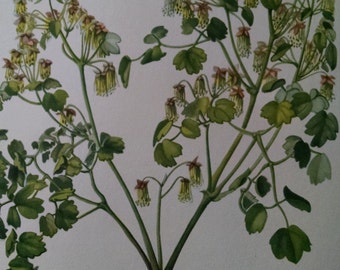 Early meadow-rue, antique botanical litho print, 1954