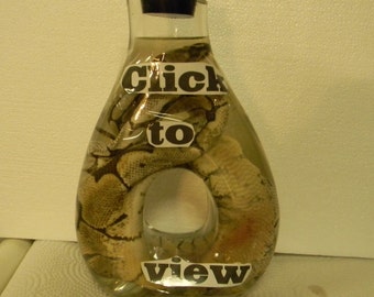 Realbug Octopus Specimen | DesertCart