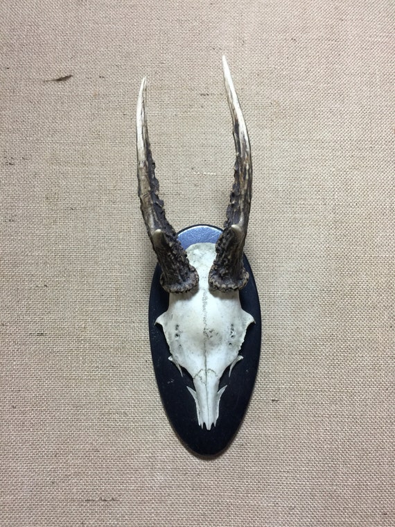 Vintage Animal Skull Head with Horns / Antlers from 1960s - Roe Buck Taxidermy Mounted on Wooden Trophy Shield - Home Decor Curio