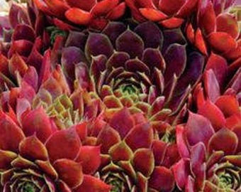Red hardy succulent plant, Commander Hay hens & chicks, drought tolerant, fairy garden, red sempervivum, house leek, zeriscaping, succulent