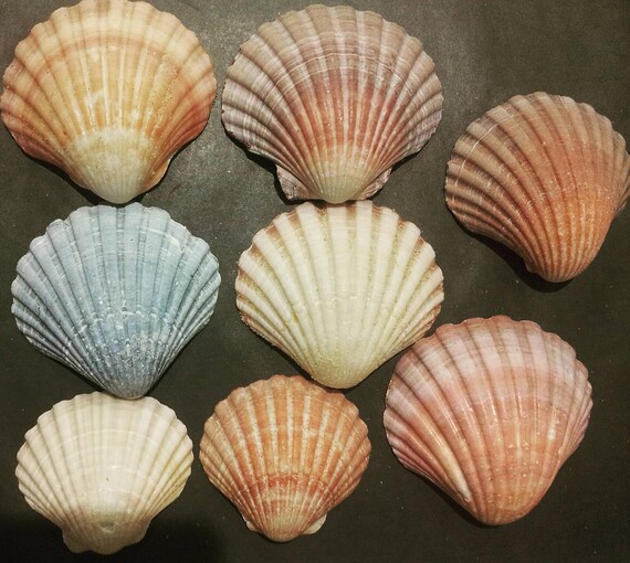 15 Scallop Shells Seashells Australian Seashells Seashell Craft
