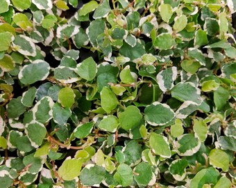 Ficus pumila 'Variegata', creeping fig, live plant, potted