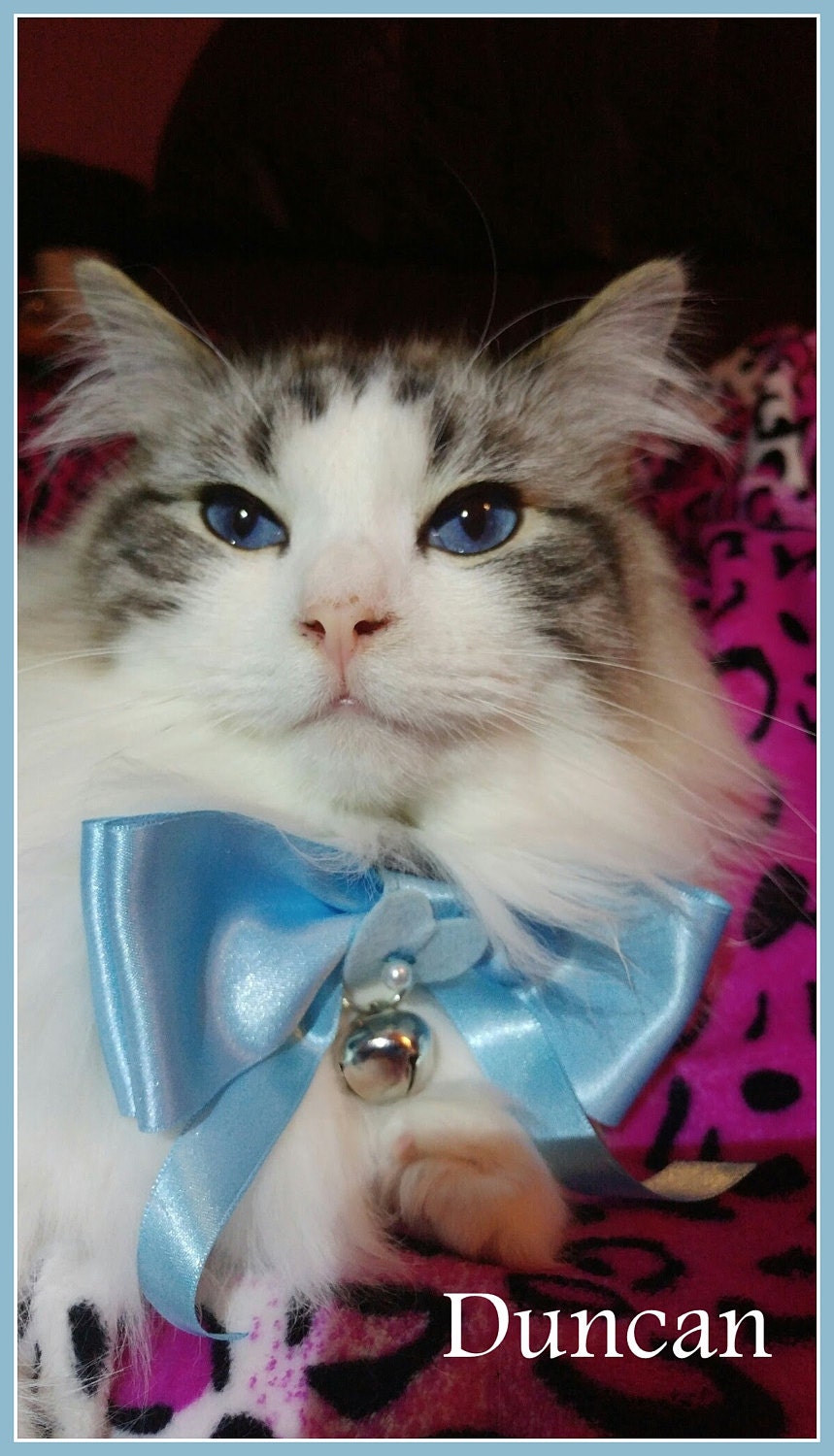 Duncan wearing his satin blue bow tie
