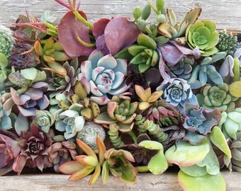 50 assorted succulents