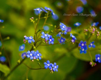 Bright and Blue, Photography, Home Decor