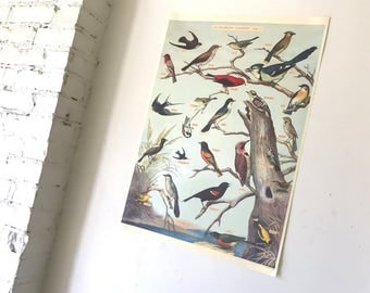 Vintage Style Audubon Bird Guide Chart Decorative Wrap and Craft Paper by Cavallini
