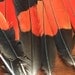 gekko12