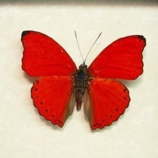 Real Butterfly Gifts Real Framed Butterflies by REALBUTTERFLYGIFTS