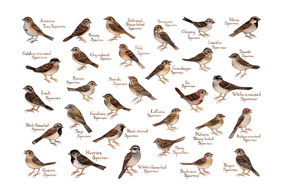 illinois bird identification chart pictures to pin on illinois bird identification chart pictures to pin on