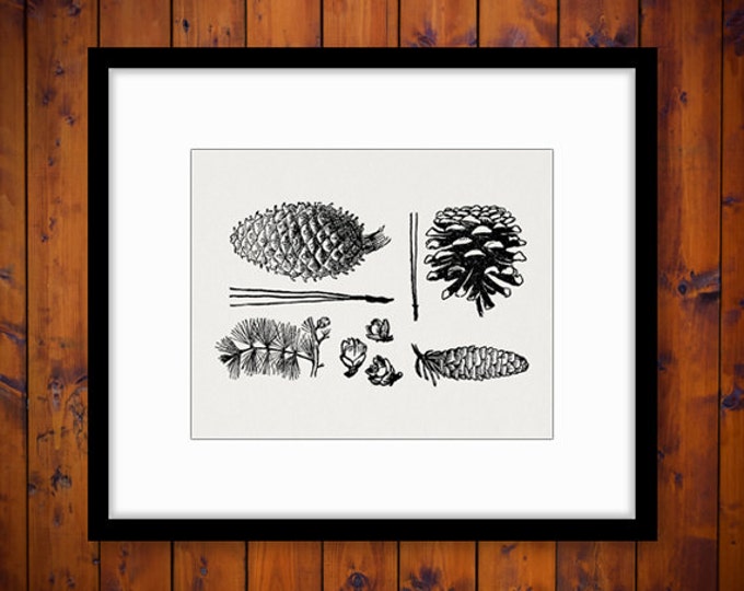 Digital Pine Cone Collection Image Printable Winter Graphic Antique Pinecone Clipart Download Vintage Clip Art Jpg Png Eps HQ 300dpi No.1040