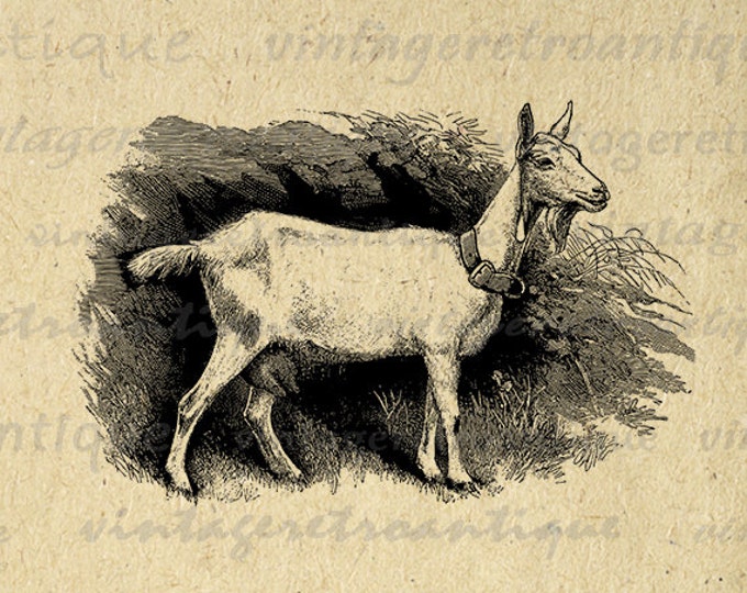 Goat Printable Graphic Download Antique Image Digital Jpg Png Eps HQ 300dpi No.473