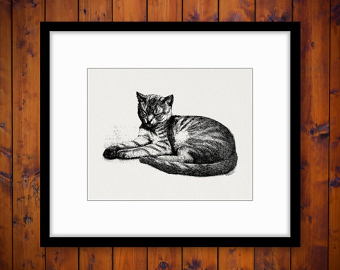 Printable Digital Cat Graphic Housecat Image Illustration Download Vintage Clip Art Jpg Png Eps HQ 300dpi No.3277