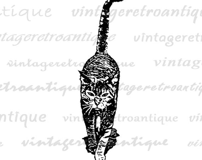 Cat Digital Image Graphic Illustration Download Housecat Printable Vintage Clip Art Jpg Png Eps HQ 300dpi No.3228