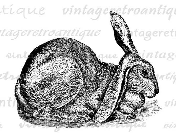 Digital Graphic Rabbit Bunny Printable Antique Easter Image Spring Download Vintage Clip Art Jpg Png Eps HQ 300dpi No.121