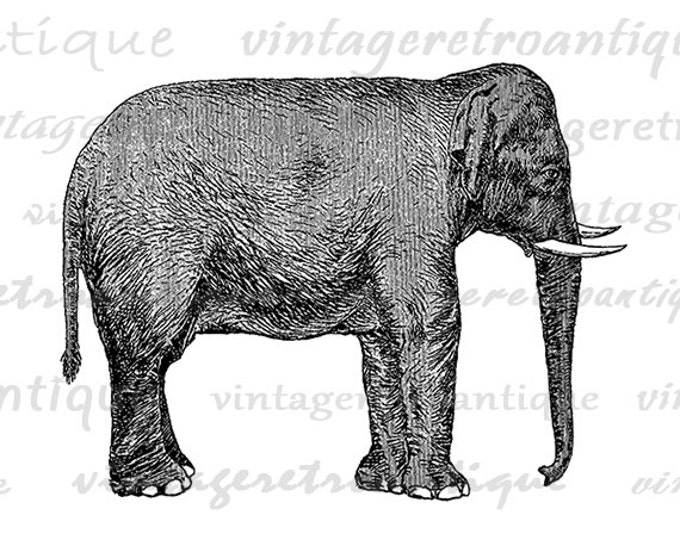 Digital Graphic Elephant Image Download Illustration Printable Artwork Vintage Clip Art Jpg Png Eps HQ 300dpi No.2680