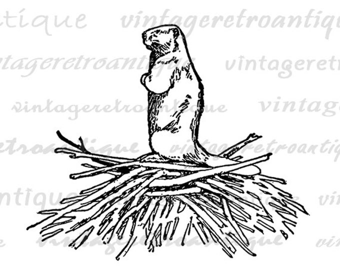 Printable Beaver Digital Image Animal Download Beaver Dam Graphic Vintage Clip Art Jpg Png Eps HQ 300dpi No.462