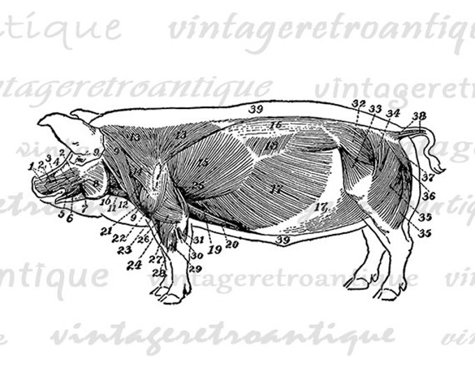 Printable Digital Pig Diagram Graphic Illustration Image Download Vintage Clip Art Jpg Png Eps HQ 300dpi No.3226