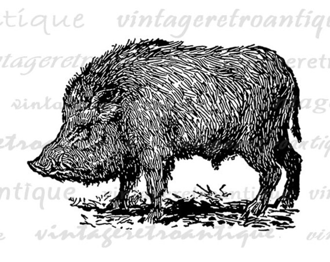 Printable Wild Boar Digital Image Antique Illustration Graphic Download Vintage Clip Art Jpg Png Eps HQ 300dpi No.3242