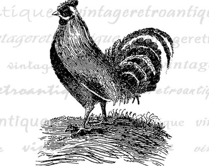 Printable Antique Rooster Image Download Illustration Graphic Chicken Digital Vintage Clip Art Jpg Png Eps HQ 300dpi No.874