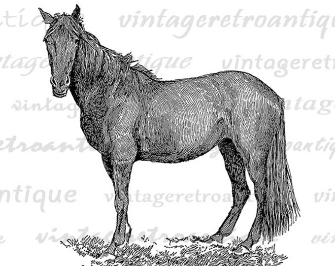 Horse Printable Image Graphic Animal Download Digital Illustration Antique Clip Art Jpg Png Eps HQ 300dpi No.3551