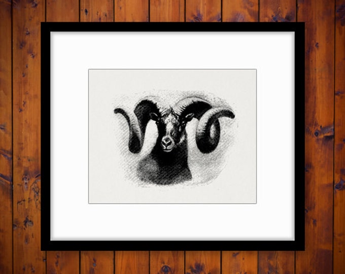 Ram Goat Image Graphic Digital Horns Animal Download Illustration Printable Vintage Clip Art Jpg Png Eps HQ 300dpi No.920