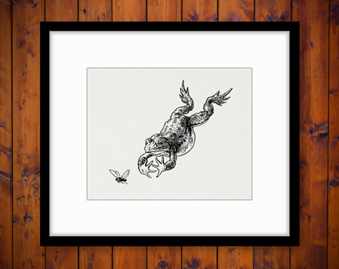 Frog Leaping for Fly Printable Image Graphic Illustrated Digital Download Antique Clip Art for Transfers etc HQ 300dpi No.3154