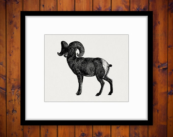 Printable Big Horn Sheep Graphic Digital Download Image Illustration Vintage Clip Art Jpg Png Eps HQ 300dpi No.2559