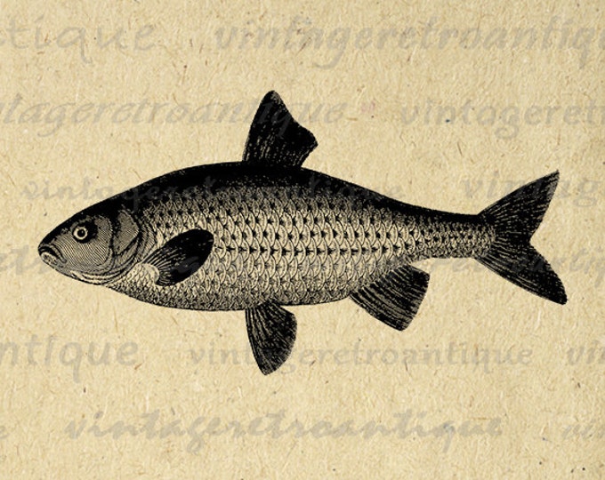 Fish Image Digital Printable Fishing Graphic Fish Illustration Download Vintage Clip Art Jpg Png Eps HQ 300dpi No.4272