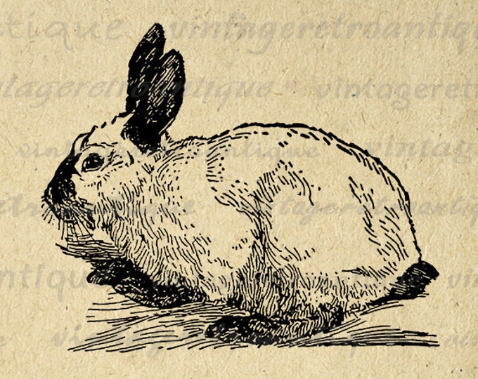 Digital Himalayan Rabbit Image Download Bunny Graphic Illustration Printable Vintage Clip Art Jpg Png Eps HQ 300dpi No.3063