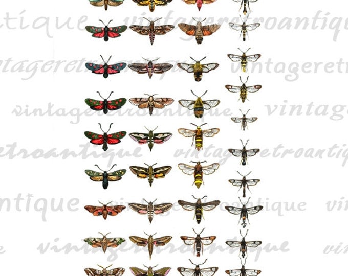 Printable Digital Bees and Bugs Collage Sheet Graphic Download Color Illustrations Image Antique Clip Art for Transfers HQ 300dpi No.3891