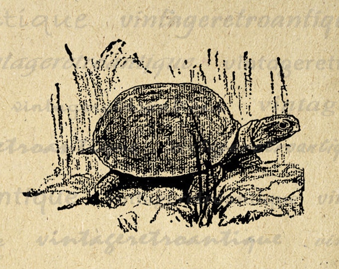 Digital Image Turtle Antique Download Graphic Printable Jpg Png Eps 18x18 HQ 300dpi No.345