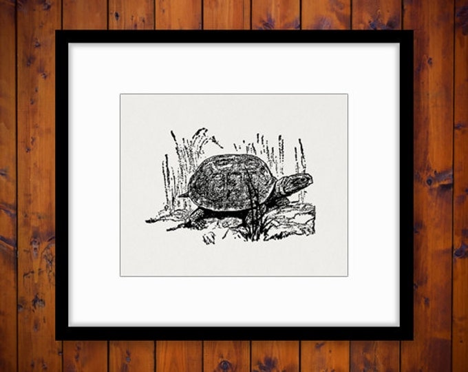 Digital Image Turtle Antique Download Graphic Printable Jpg Png Eps 18x18 HQ 300dpi No.345