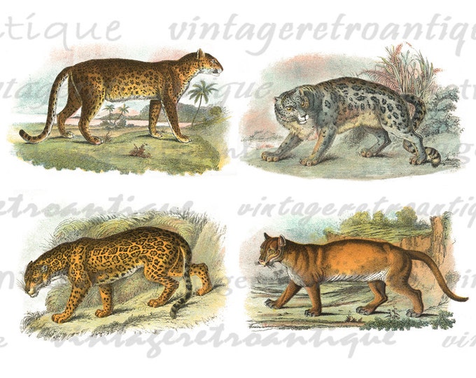 Printable Wild Cats Image Download Cheetah Puma Leopard Digital Collage Sheet Color Graphic Antique Clip Art HQ 300dpi No.1197