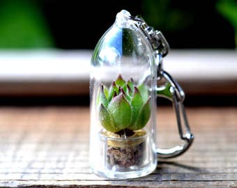 Live Succulent Keychain // Hens 'n' Chicks Succulent Terrarium Keychain