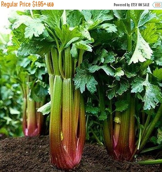 SALE Celery Seeds Red Venture Open Pollinated by CaribbeanGarden