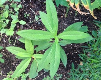 Butterfly Milkweed Rooted Plants, Perennials to 3' tall, Asclepias with Yellow/Orange/Red flowers-- ONLY host to Monarch Butterflies