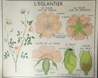 French school poster - vintage French poster - vintage poster - French poster - gardening gift - gift for gardeners - botanical print