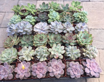 3'' of 36 Assorted Succulent Wedding Favors, Cheapest on the Market. Perfect for Wedding and Shower Favors, Event and Party Favors.