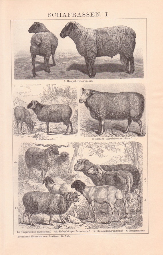 Antique Sheep Lithograph Sheep Sheep Print Sheep