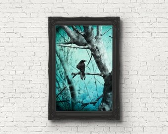 Ghostly - multiple sizes fine art photo - crow black bird raven aqua blue gray tree winter - free U.S. shipping