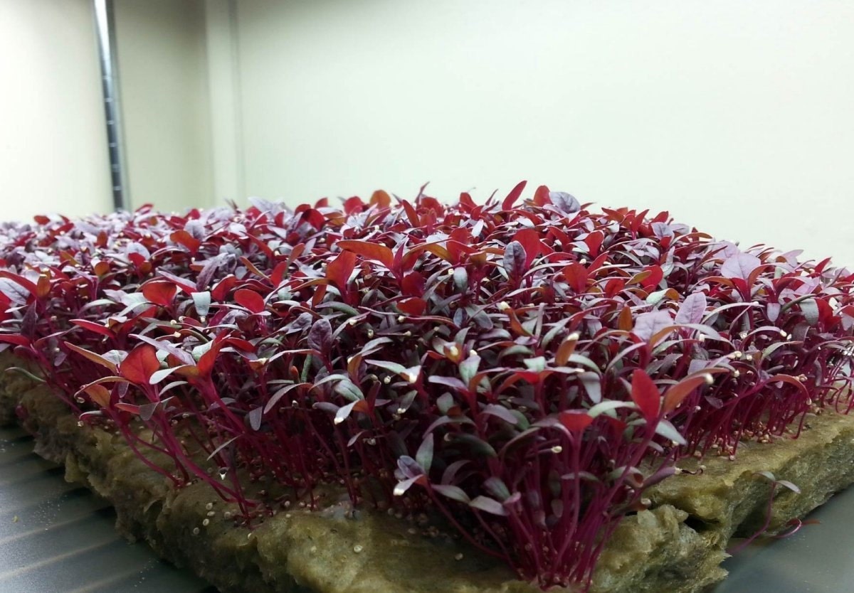 25000 Microgreens Seeds Red Amaranth