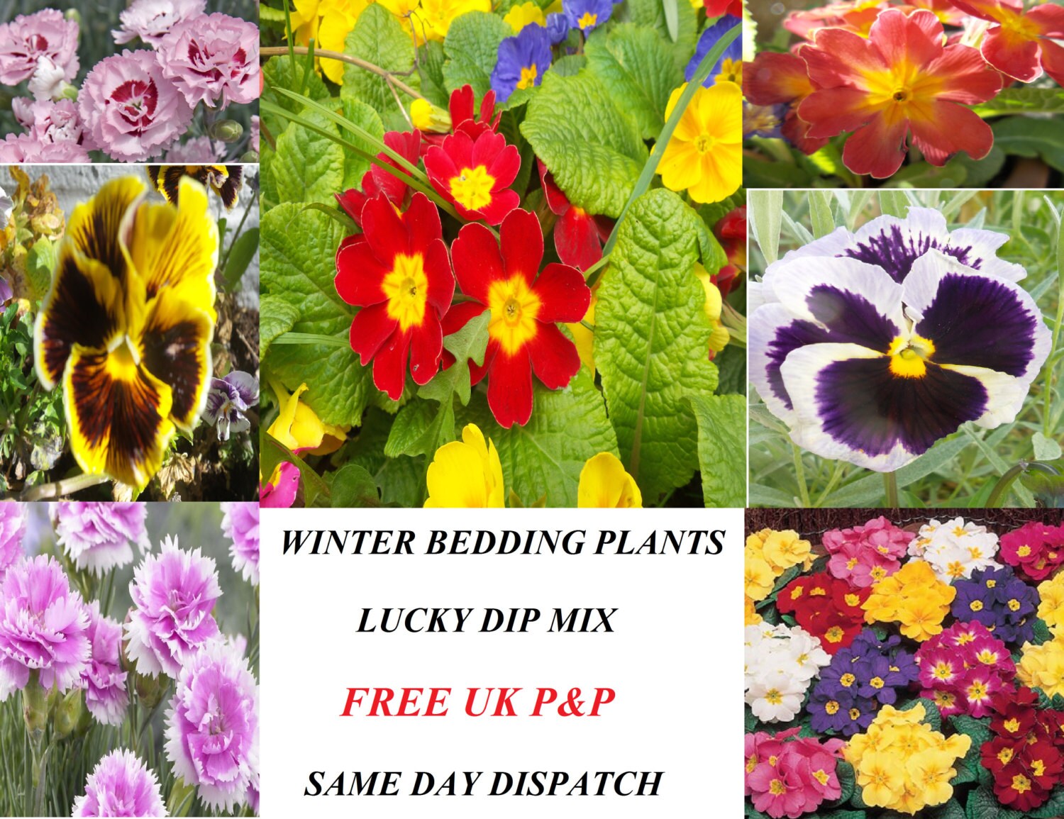 WINTER TRAILING BEDDING perennial border and by RetroSheepknits