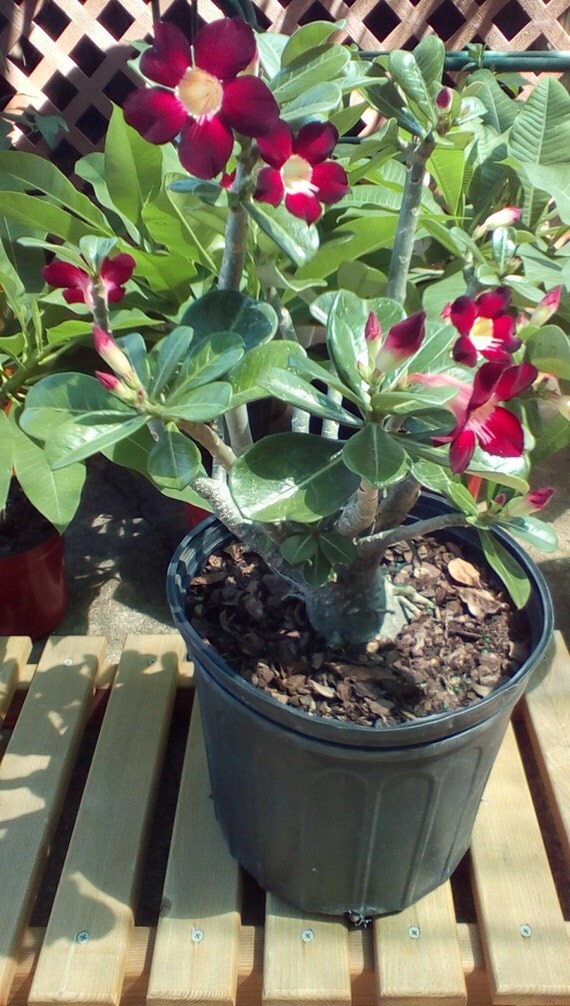 Desert rose plant seedlings 2 plants Adenium  obesum 