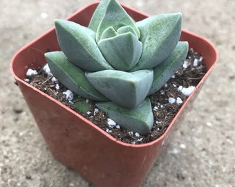 2" Succulent - Crassula Moonglow